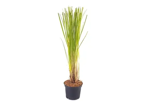 Junai.nl Cortaderia selloana 'Rosea' | roze pampasgras | 13 cm pot | 35 cm hoog