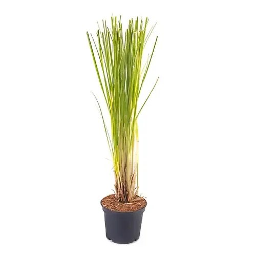 Junavera Cortaderia selloana 'Rosea' | roze pampasgras | 13 cm pot | 35 cm hoog
