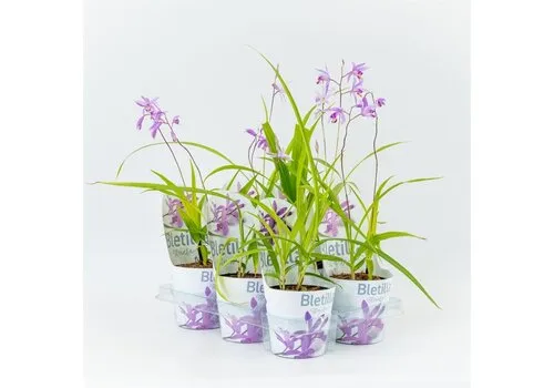 Moerings Bletilla blauw |12cm pot | ± 20 cm hoog