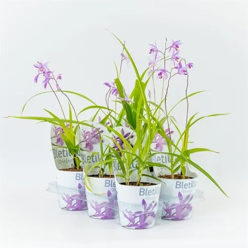 Moerings Bletilla blauw |12cm pot | ± 20 cm hoog