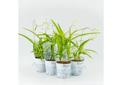 Moerings Bletilla wit |12cm pot | ± 20 cm hoog
