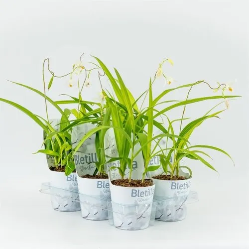 Moerings Bletilla wit |12cm pot | ± 20 cm hoog