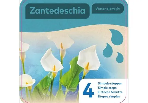 Moerings Droogverpakking Waterplant Zandedeschia