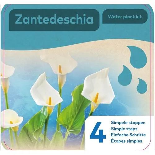 Moerings Droogverpakking Waterplant Zandedeschia