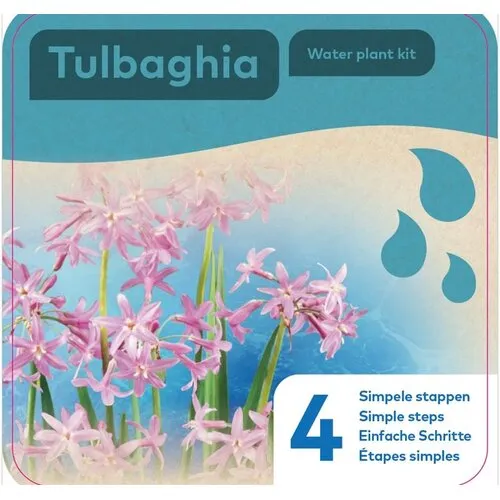 Moerings Droogverpakking Waterplant Tulbaghia