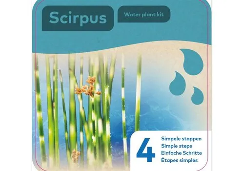 Moerings Droogverpakking Waterplant Scirpus `Zebrinus`