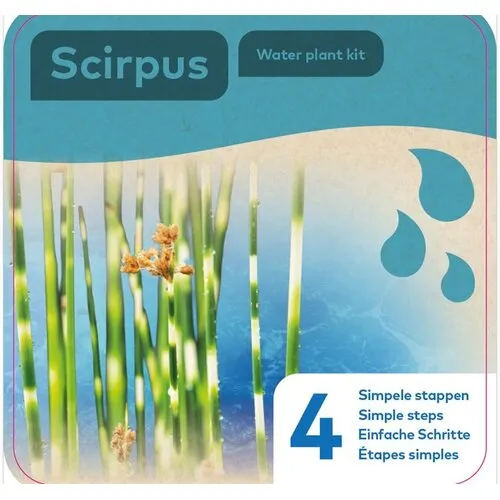 Moerings Droogverpakking Waterplant Scirpus `Zebrinus`