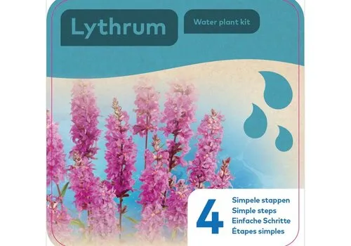 Moerings Droogverpakking Waterplant Lythrum