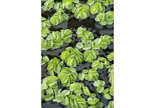 Moerings Salvinia Natans | Vlotvaren | Portie