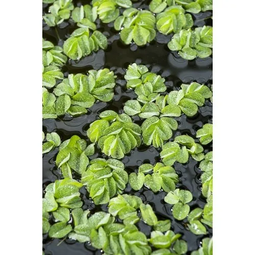 Moerings Salvinia Natans | Vlotvaren | Portie