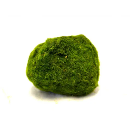 Aquaflora Chladophlora Mosbal L