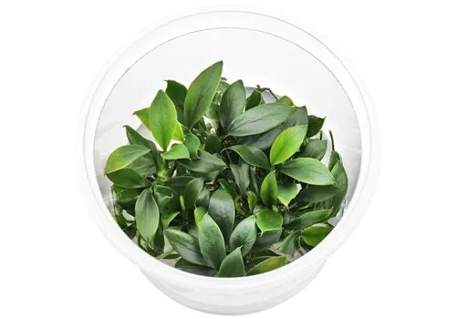 EcoScape Anubias Nana Petite | Dwerg Speerblad | In vitro cup