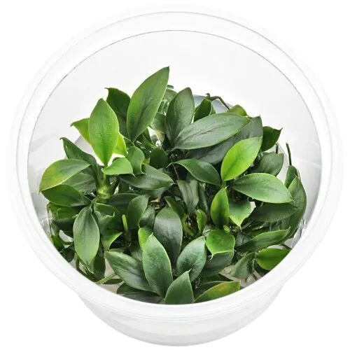 EcoScape Anubias Nana Petite | Dwerg Speerblad | In vitro cup