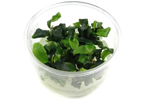 EcoScape Bucephalandra Wavy Green | In vitro cup