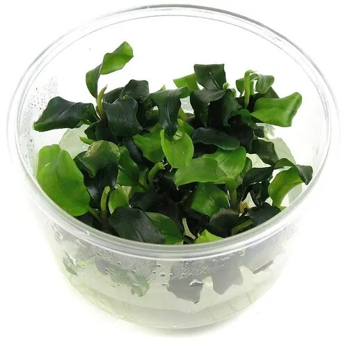 EcoScape Bucephalandra Wavy Green | In vitro cup
