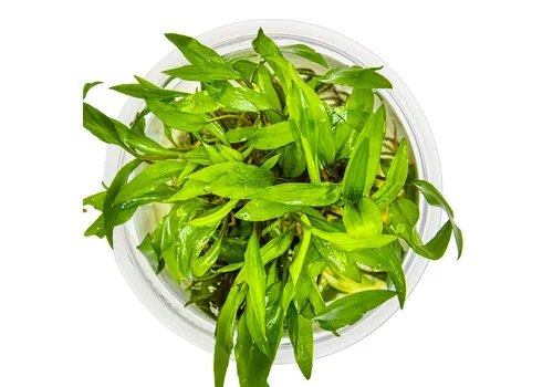 Aquaflora Cryptocoryne Wendtii 'Green Gecko - In Vitro Cup