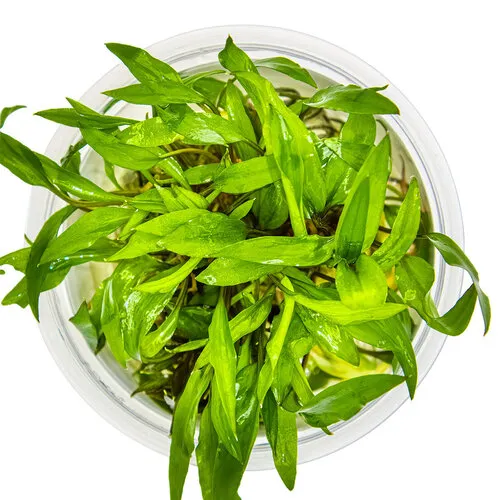 Aquaflora Cryptocoryne Wendtii 'Green Gecko - In Vitro Cup
