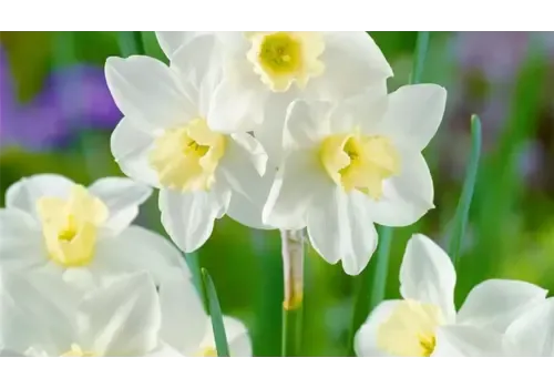 Junai.nl Narcissus jonquilla 'Pueblo' | bol in pot | 9 cm pot
