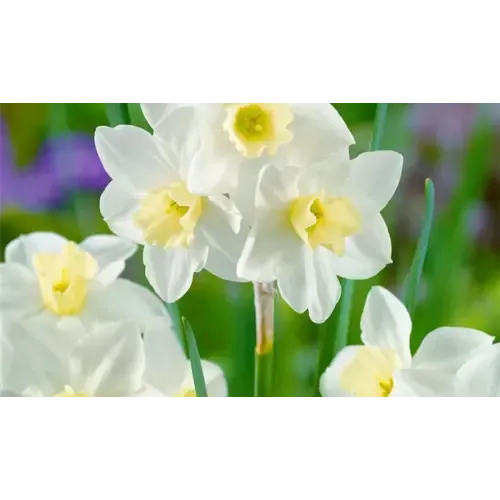 Junai.nl Narcissus jonquilla 'Pueblo' | bol in pot | 9 cm pot