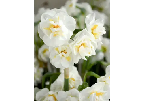 Junai.nl Narcissus Bridal Crown | 9 cm pot | ca. 15 cm hoog | 3 bollen per pot