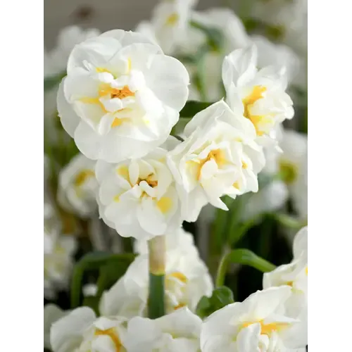 Junai.nl Narcissus Bridal Crown | 9 cm pot | ca. 15 cm hoog | 3 bollen per pot