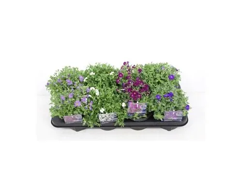 Junai.nl Aubrieta | Blauwkussen mix (gemengde kleuren) | 12 cm pot | 15 cm hoog | per stuk