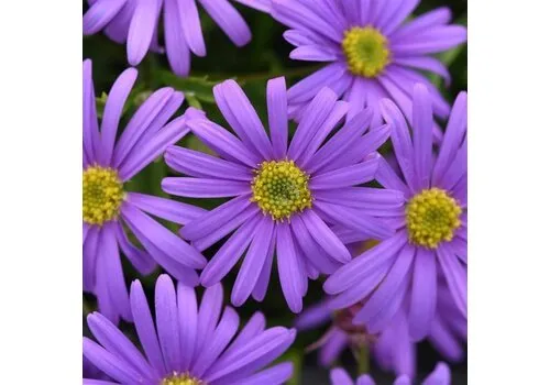 Junai.nl Brachycome 'Brasco Violet' | 10 cm pot | ca. 10–15 cm hoog