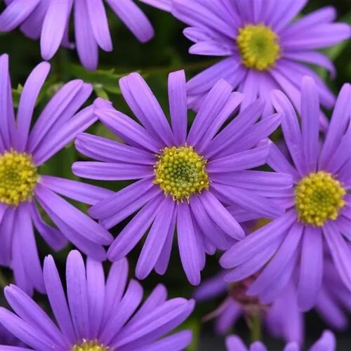 Junai.nl Brachycome 'Brasco Violet' | 10 cm pot | ca. 10–15 cm hoog