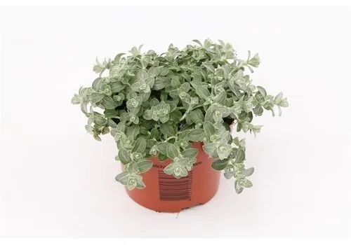 Junai.nl Helichrysum microphyllum 'Silver Mist' | 10 cm pot | ca. 15 cm hoog