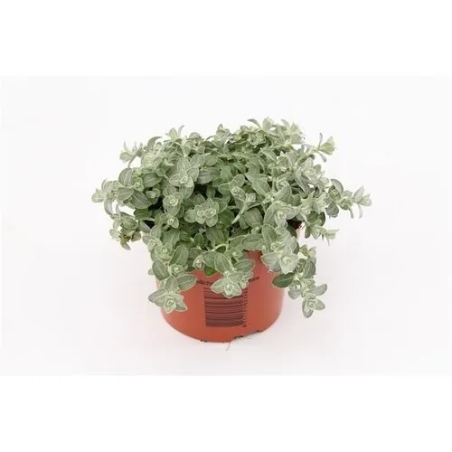 Junavera Helichrysum microphyllum 'Silver Mist' | 10 cm pot | ca. 15 cm hoog