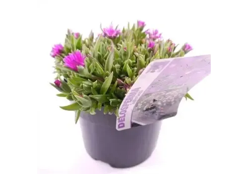 Junavera Delosperma sutherlandii | ijsbloem | 10 cm pot | ca. 10 cm hoog