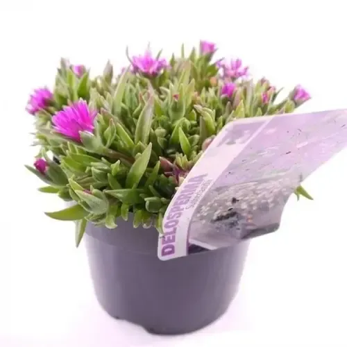 Junavera Delosperma sutherlandii | ijsbloem | 10 cm pot | ca. 10 cm hoog