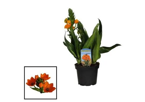 Junai.nl Ornithogalum dubium | 20 cm hoog | 10 cm pot