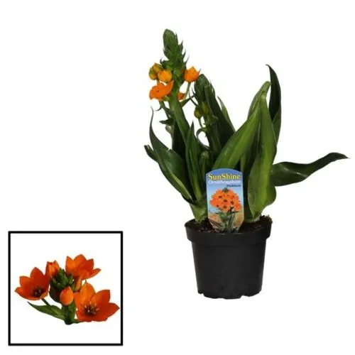 Junai.nl Ornithogalum dubium | 20 cm hoog | 10 cm pot