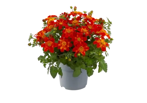 Junai.nl Bidens ferulifolia rood | tandzaad | 10 cm pot | ca. 20 cm hoog