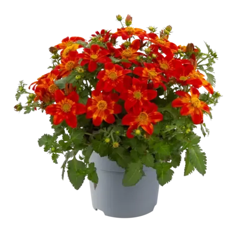 Junai.nl Bidens ferulifolia rood | tandzaad | 10 cm pot | ca. 20 cm hoog