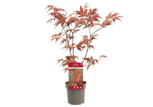 Junavera Japanse esdoorn (Acer palmatum 'Atropurpureum') | 40 cm hoog | 10 cm pot