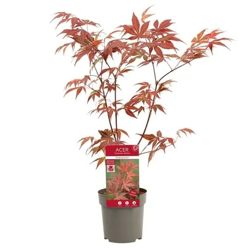 Junai.nl Japanse esdoorn (Acer palmatum 'Atropurpureum') | 40 cm hoog | 10 cm pot
