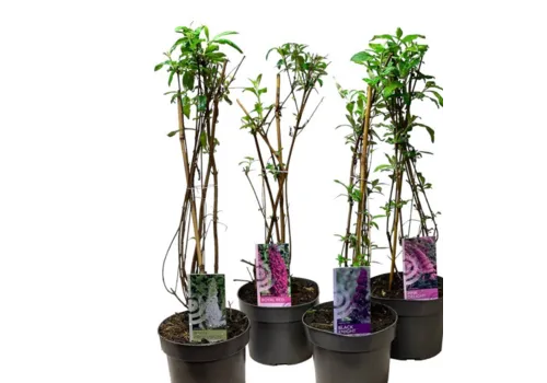 Junai.nl Vlinderstruik (Buddleja davidii) | 50 cm hoog | 19 cm pot | diverse kleuren (per stuk)