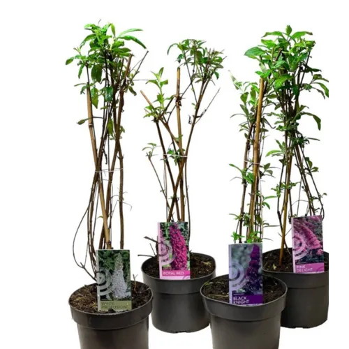 Junai.nl Vlinderstruik (Buddleja davidii) | 50 cm hoog | 19 cm pot | diverse kleuren (per stuk)