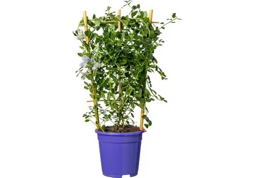 Junai.nl Amerikaanse sering | Ceanothus thyrsiflorus 'Repens' | 60 cm hoog | 17 cm pot | op klimrek