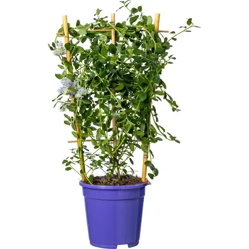 Junai.nl Amerikaanse sering | Ceanothus thyrsiflorus 'Repens' | 60 cm hoog | 17 cm pot | op klimrek