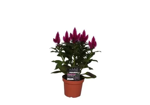 Junai.nl Celosia Deep Purple | 48 cm hoog | 12 cm pot