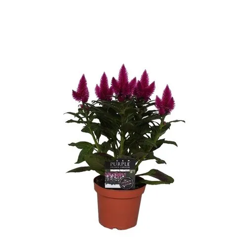 Junai.nl Celosia Deep Purple | 48 cm hoog | 12 cm pot