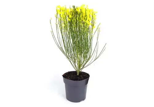 Junai.nl Cytisus praecox 'Allgold' | Gele brem | 25 cm hoog | 14 cm pot