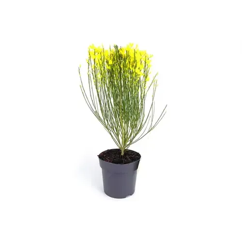 Junai.nl Cytisus praecox 'Allgold' | Gele brem | 25 cm hoog | 14 cm pot