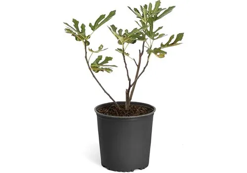 Junai.nl Ficus carica 'Little Miss Figgy' | Vijgenstruik | 50 cm hoog | 19 cm pot
