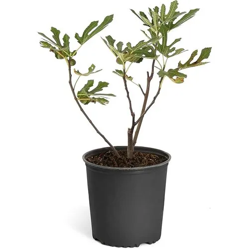 Junai.nl Ficus carica 'Little Miss Figgy' | Vijgenstruik | 50 cm hoog | 19 cm pot