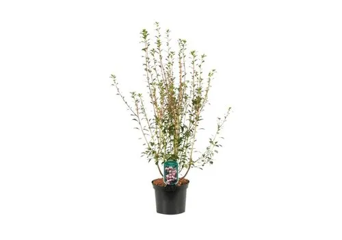 Junai.nl Enkianthus campanulatus | Pronkklokje | 35 cm hoog | 12 cm pot
