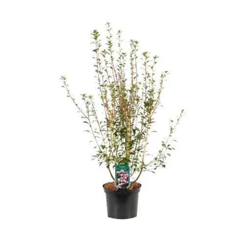 Junai.nl Enkianthus campanulatus | Pronkklokje | 35 cm hoog | 12 cm pot